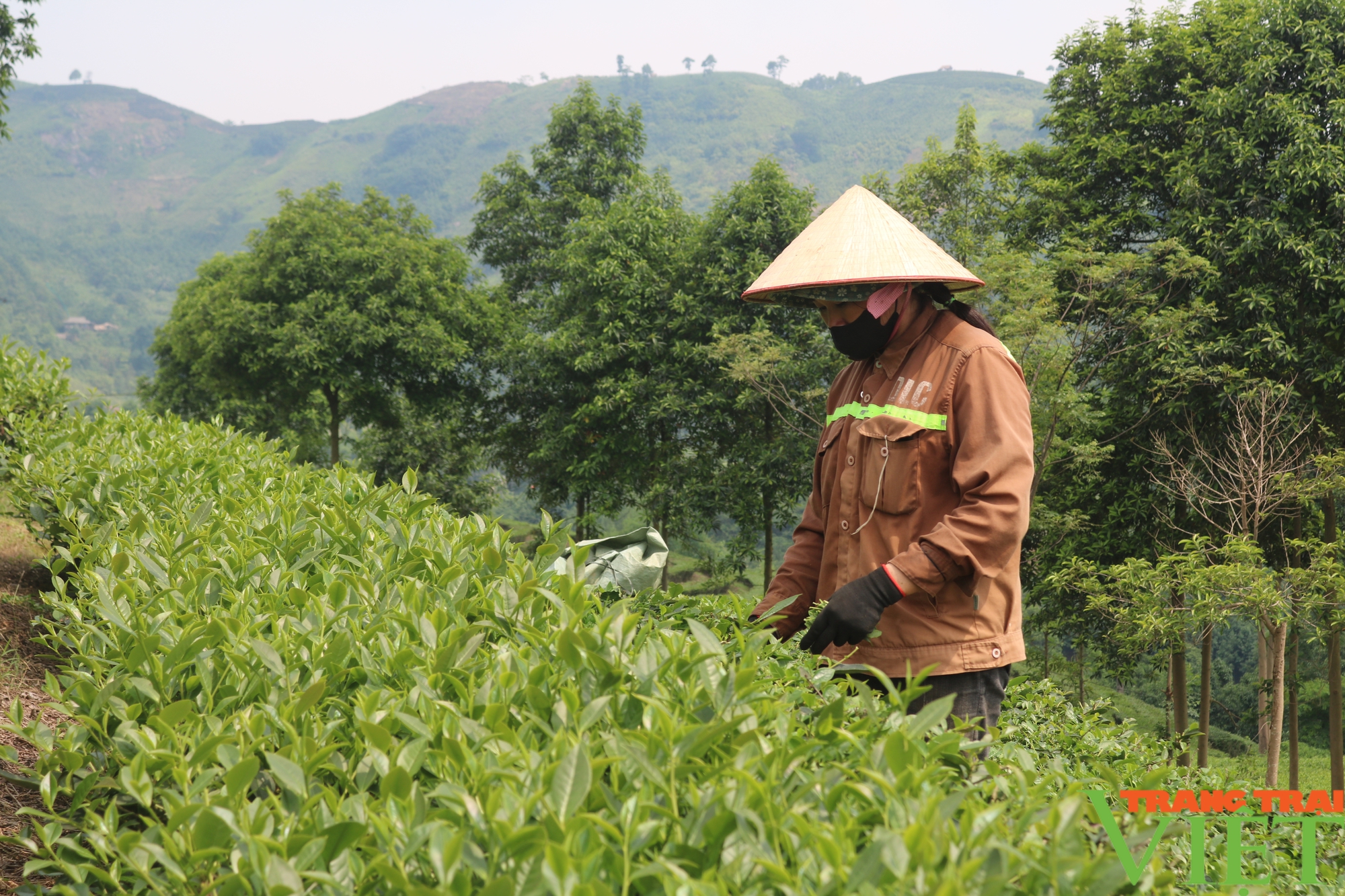 Cây chè giúp nông dân Lào Cai nâng cao thu nhập- Ảnh 1.