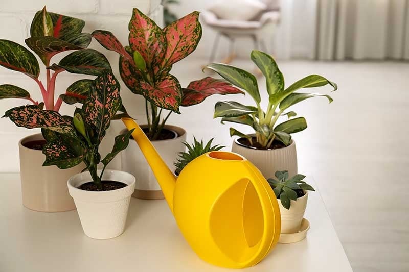 Cây cảnh phú quý, phát lộc, lá đẹp hơn hoa, trồng trong nhà, gia đình thịnh vượng - Ảnh 5.