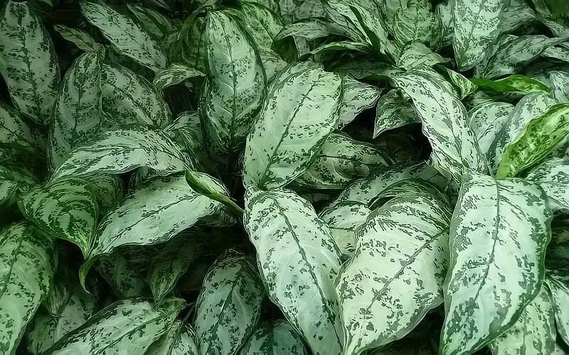 Cây cảnh phú quý, phát lộc, lá đẹp hơn hoa, trồng trong nhà, gia đình thịnh vượng - Ảnh 13.