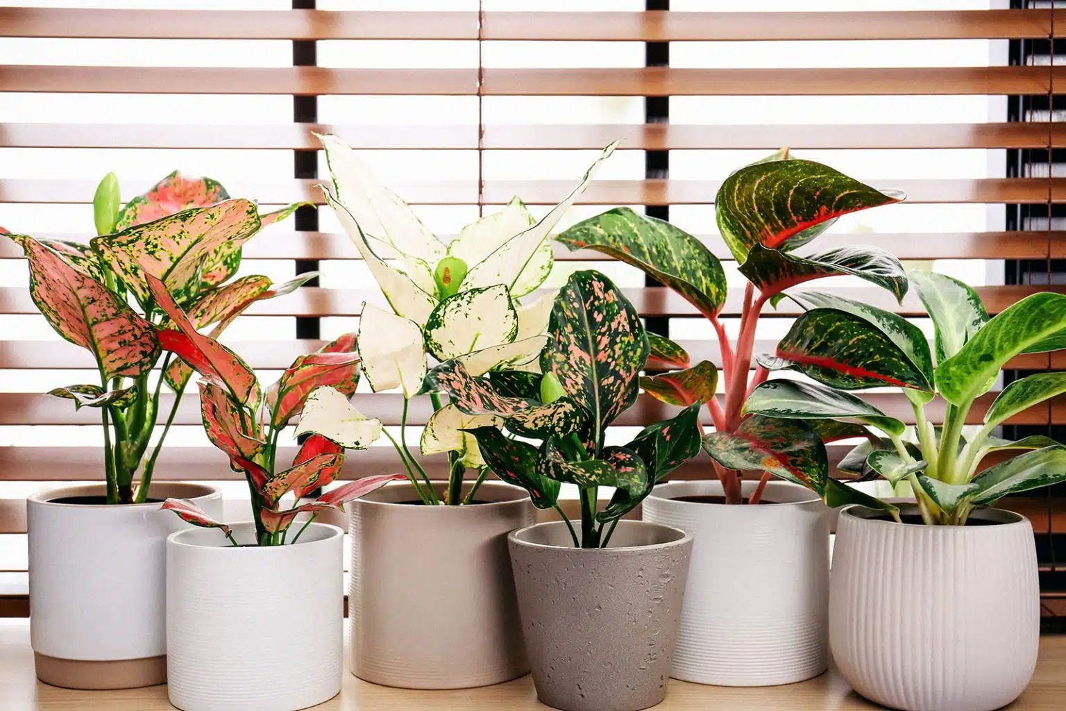 Cây cảnh phú quý, phát lộc, lá đẹp hơn hoa, trồng trong nhà, gia đình thịnh vượng - Ảnh 2.