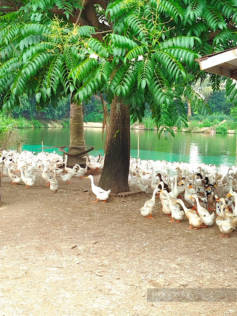 Anh nông dân Nghệ An “cưa sừng” lấy vàng, cả làng thán phục  - Ảnh 2.