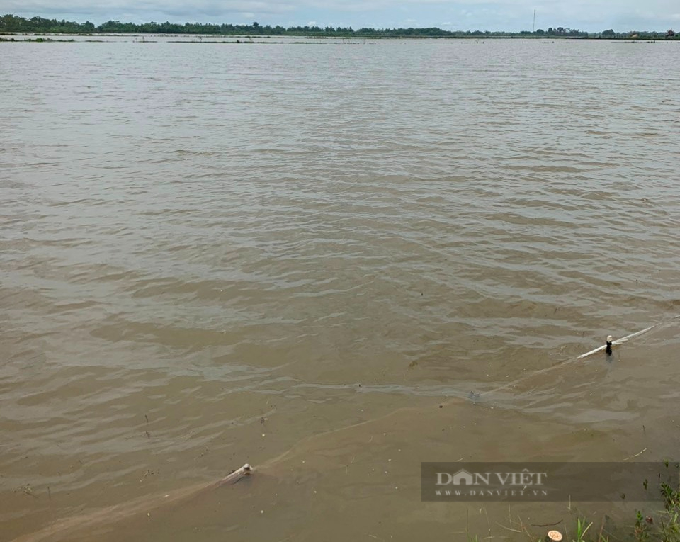 Cục trưởng Cục Trồng trọt: Sau ngập úng, nông dân cần gieo cấy giống lúa ngắn ngày để kịp thời vụ- Ảnh 2.