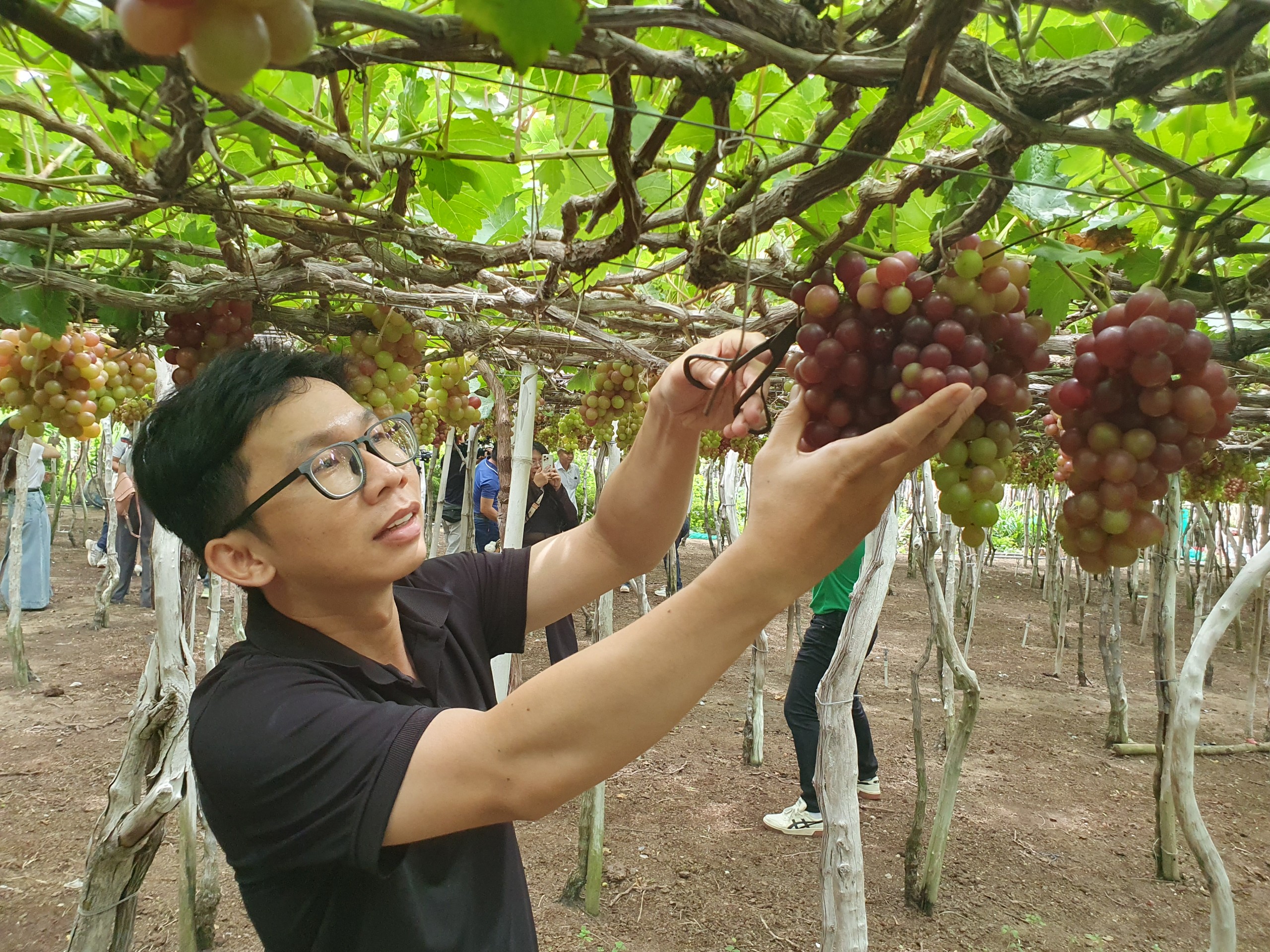 Bách Hóa Xanh bán hàng trăm tấn nho, táo Ninh Thuận mỗi tháng- Ảnh 3.