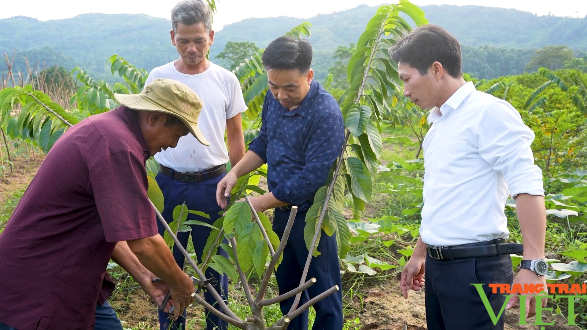 Thu nhập tăng hàng trăm triệu mỗi năm nhờ cách làm này của nông dân xã Thái Niên ở Lào Cai- Ảnh 3.