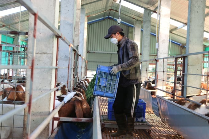 Cho dê vừa ăn cỏ vừa nghe nhạc, anh nông dân TP.Hải Phòng nhàn nhã bỏ túi hàng trăm triệu mỗi năm- Ảnh 2.