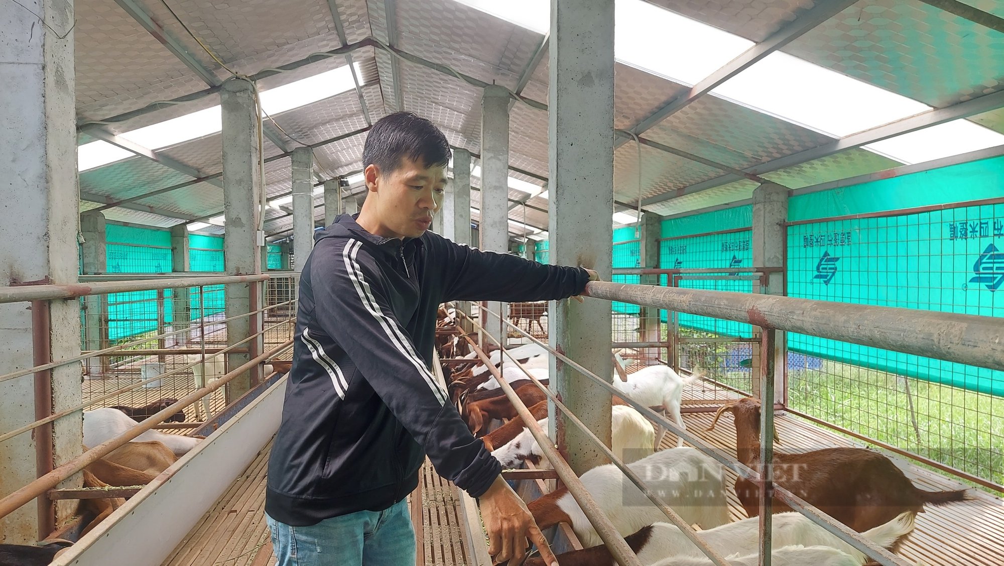 Cho dê vừa ăn cỏ vừa nghe nhạc, anh nông dân TP.Hải Phòng nhàn nhã bỏ túi hàng trăm triệu mỗi năm- Ảnh 3.