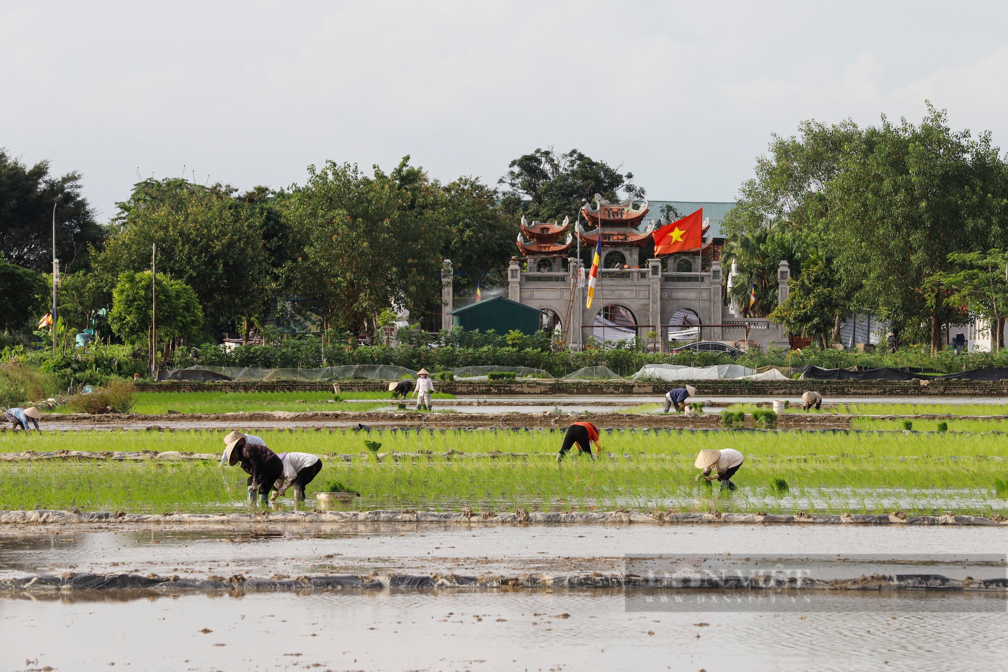Đường nhựa trải tận ruộng, nông dân ngoại thành Hà Nội tất bật ra đồng cấy lúa bằng xe đạp điện- Ảnh 1.