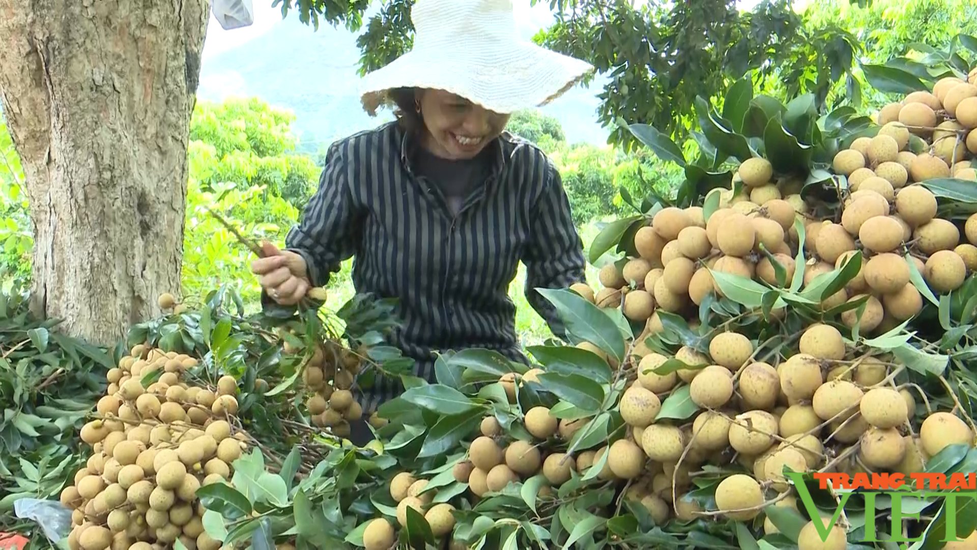 Nhãn T6 mang niềm vui cho nông dân miền biên viễn- Ảnh 4. Nhãn T6 mang niềm vui cho nông dân miền biên viễn- Ảnh 4.