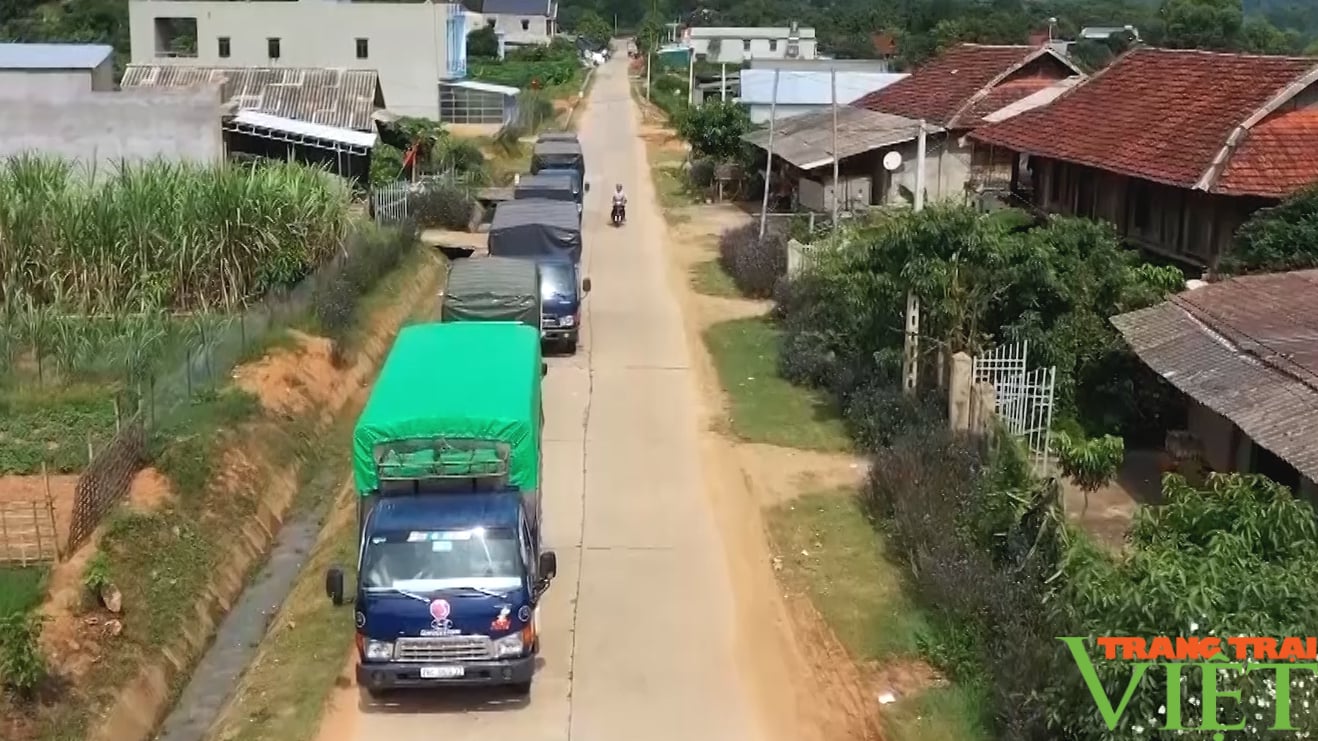 Nhãn T6 mang niềm vui cho nông dân miền biên viễn- Ảnh 5. Nhãn T6 mang niềm vui cho nông dân miền biên viễn- Ảnh 5.