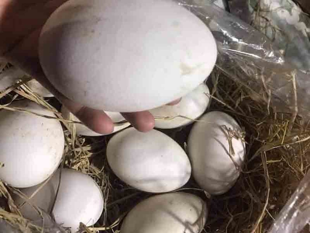 Ngỗng sư tử có gì đặc biệt mà giá lên đến 45,5 triệu đồng/con, tìm mua ở đâu?- Ảnh 10.