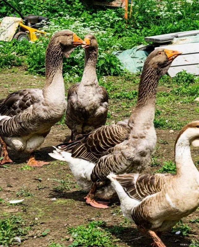 Ngỗng sư tử có gì đặc biệt mà giá lên đến 45,5 triệu đồng/con, tìm mua ở đâu?- Ảnh 4.
