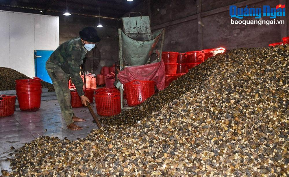 Trung Quốc lại ồ ạt mua lượng lớn thứ quả "đầu câu chuyện" của Việt Nam, nông dân dựng lều ở vườn canh trộm - Ảnh 2.
