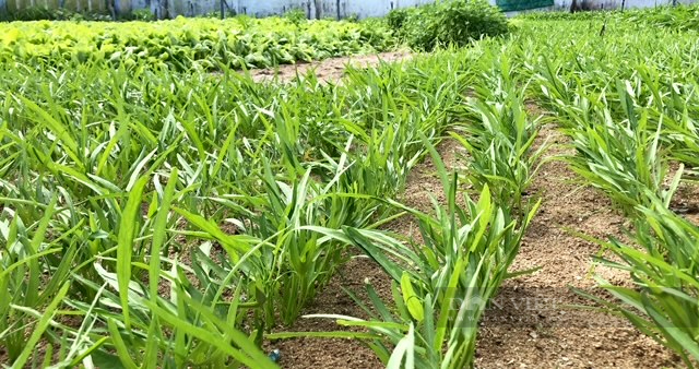 Nâng cấp mở rộng hồ chứa nước trên miệng núi lửa ngàn năm ở Quảng Ngãi “nhất tiễn hạ song điêu”- Ảnh 8.