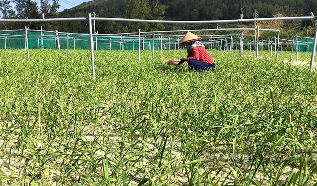 Nâng cấp mở rộng hồ chứa nước trên miệng núi lửa ngàn năm ở Quảng Ngãi “nhất tiễn hạ song điêu”- Ảnh 9.