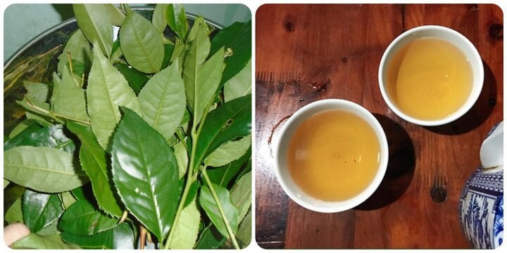 Uống chè xanh tươi mỗi ngày có tốt cho sức khoẻ?- Ảnh 1. Uống chè xanh tươi mỗi ngày có tốt cho sức khoẻ?- Ảnh 1.