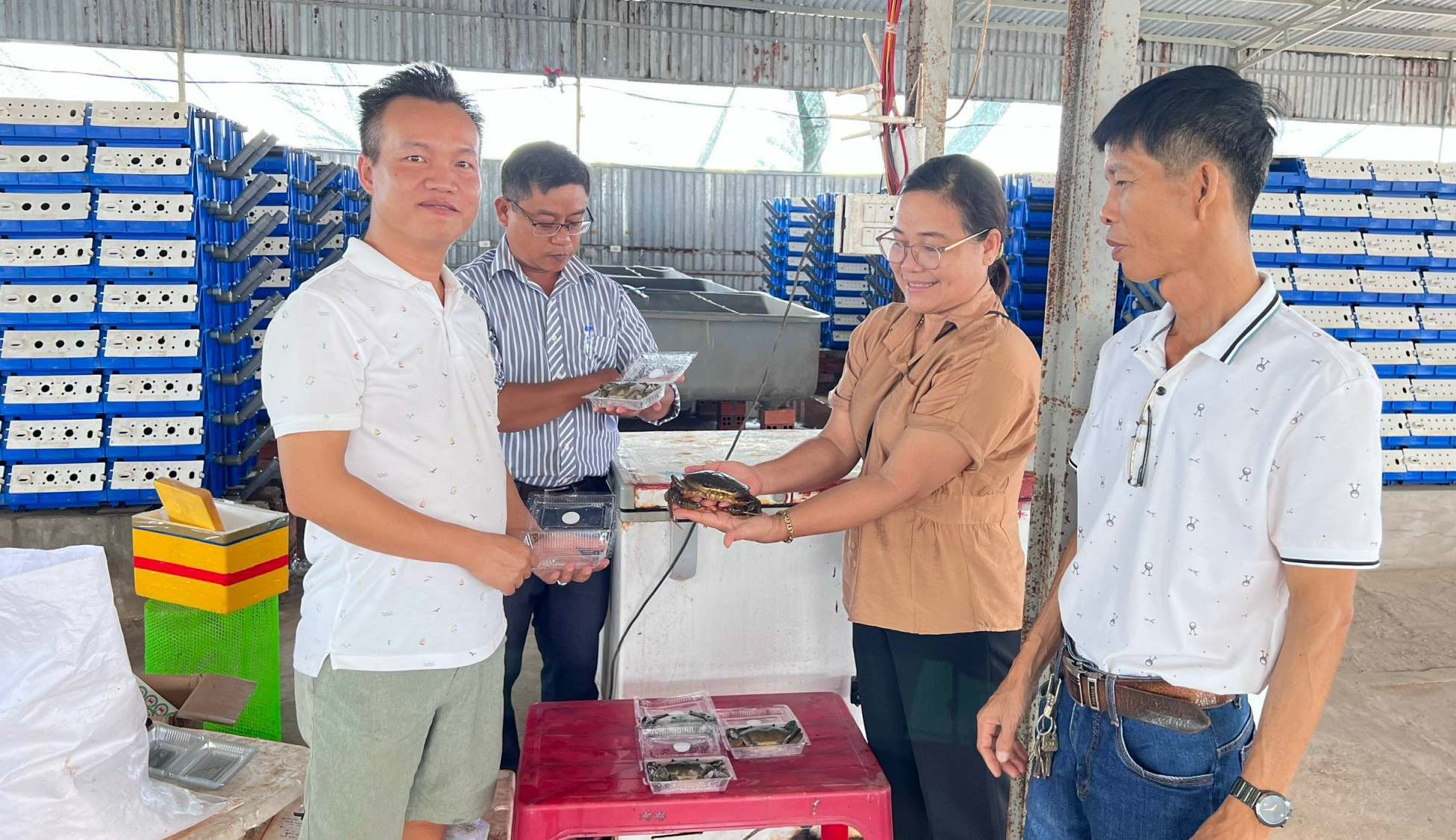 Nuôi loài động vật-con cua lột trong hộp nhựa, hễ lớn con nào, nông dân Sóc Trăng bán hết con đó- Ảnh 3.