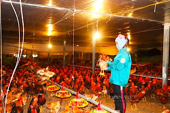 Liên kết với doanh nghiệp nuôi đàn gà khổng lồ, mỗi năm thu về hàng trăm tỷ đồng, nhiều nông dân Hà Tĩnh đổi đời- Ảnh 3.