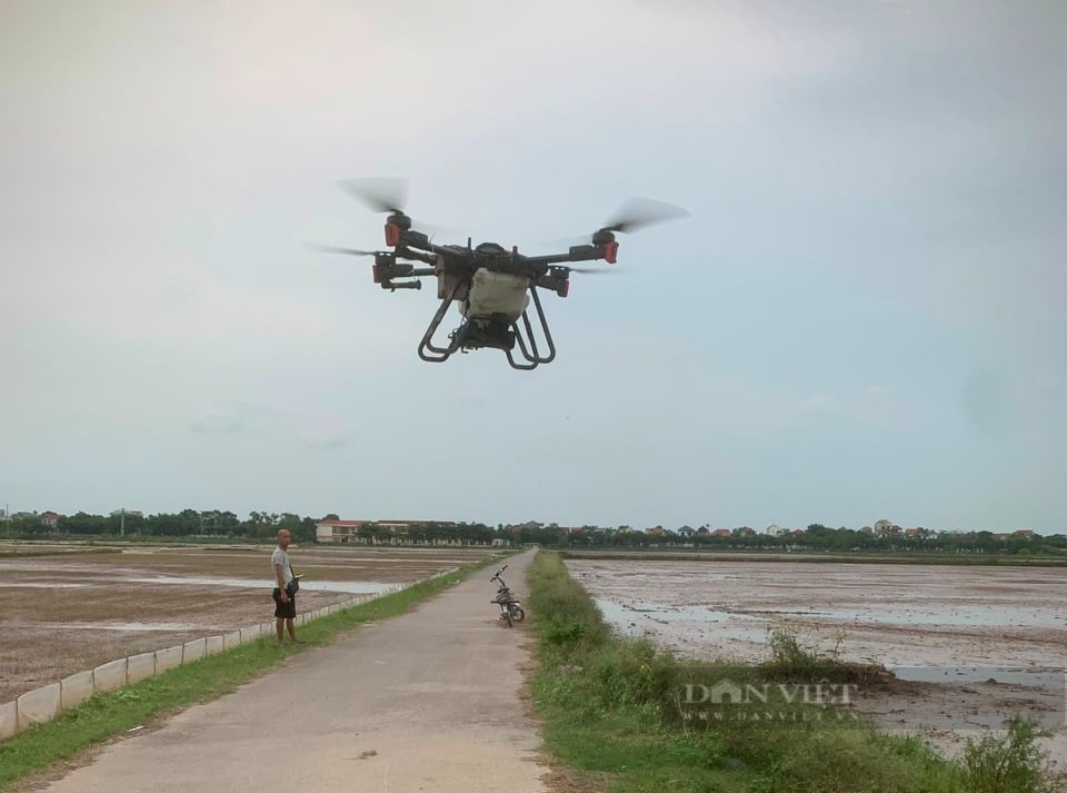 Sau ngập úng, hơn 45.000ha lúa bị thiệt hại, nông dân miền Bắc lái máy bay để gieo cấy lại- Ảnh 3.