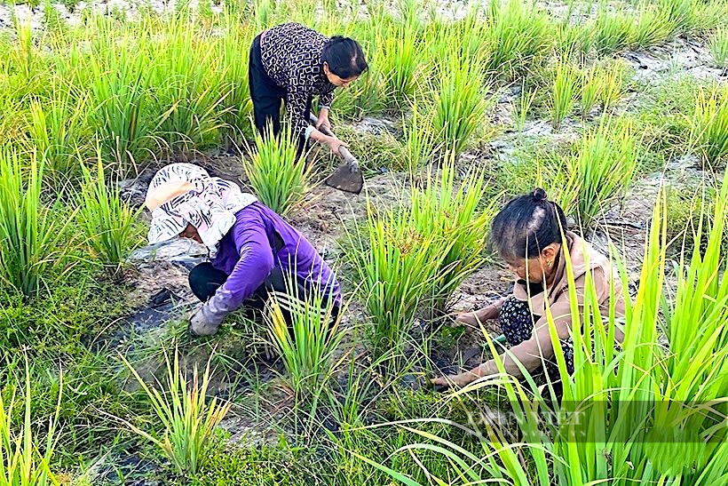 Từ cây dại, cỏ dại mọc khắp bờ bụi, cô gái 8X Hà Tĩnh “biến” thành thứ gì mà đạt OCOP 3 sao?- Ảnh 2.