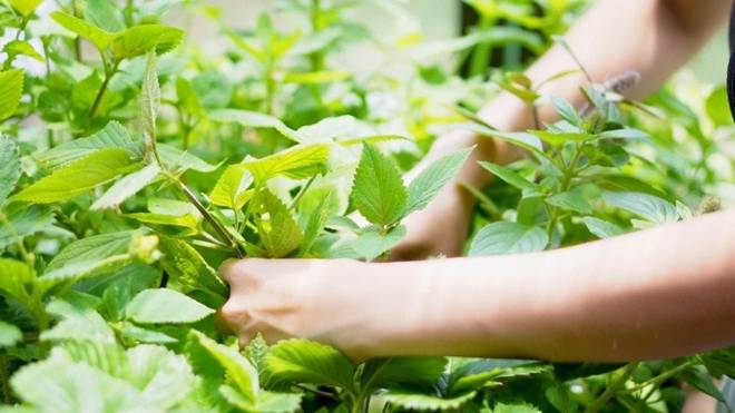 "'Em gái Tăng Thanh Hà" sang Mỹ sống, khoe không gian xanh mát- Ảnh 4.