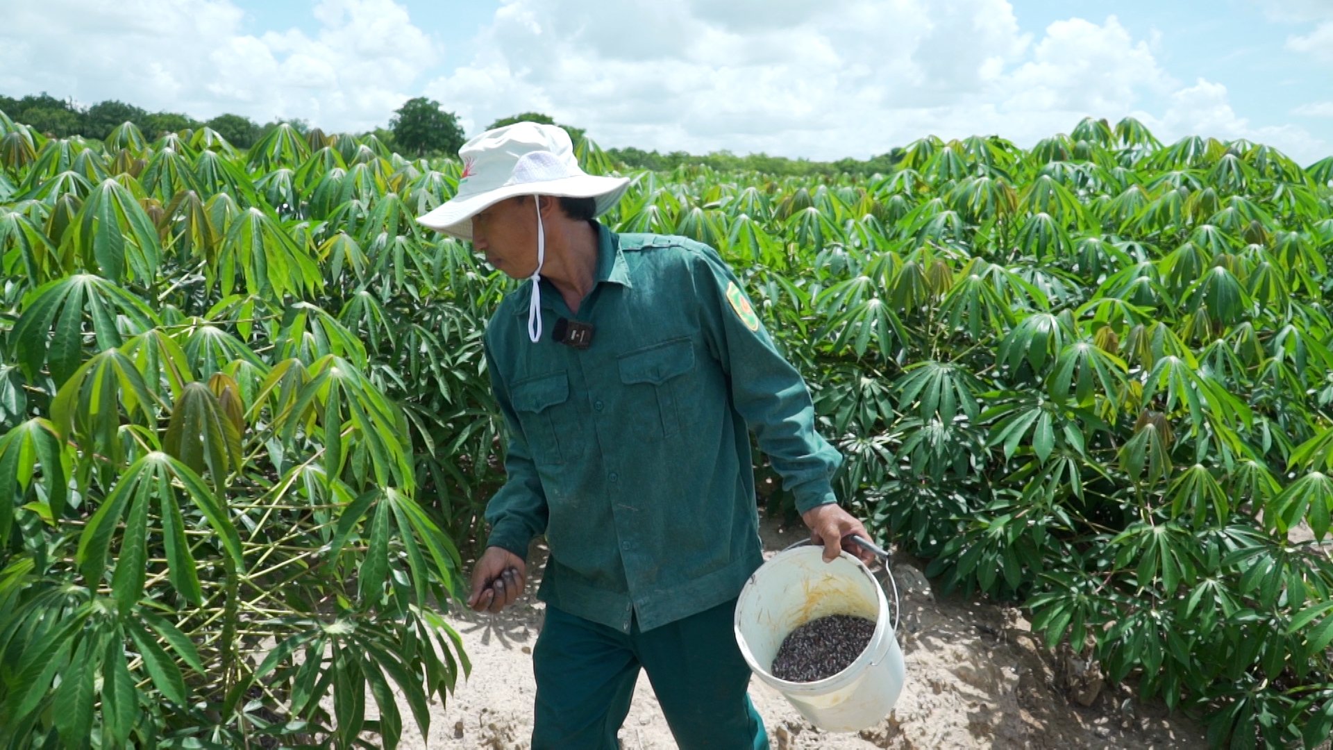 Trồng khoai mì thu lợi 'khủng' nhờ bón phân hợp lý - Ảnh 4.