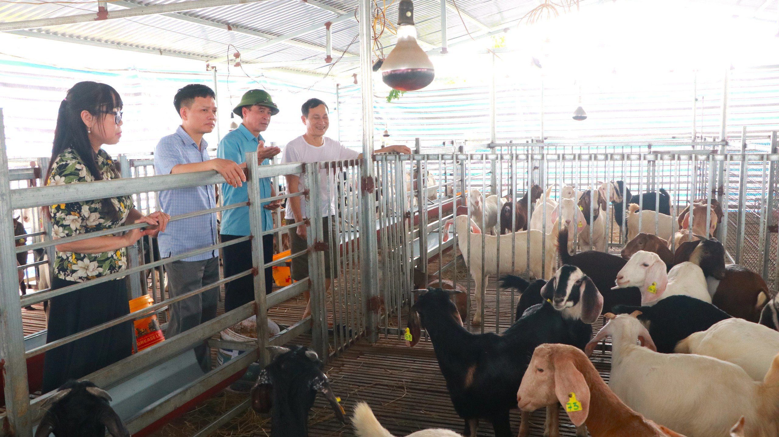 Ở huyện Hiệp Hòa của Bắc Giang, nông dân làm nhiều mô hình tiền tỷ, có mô hình trồng tre lục trúc- Ảnh 2.