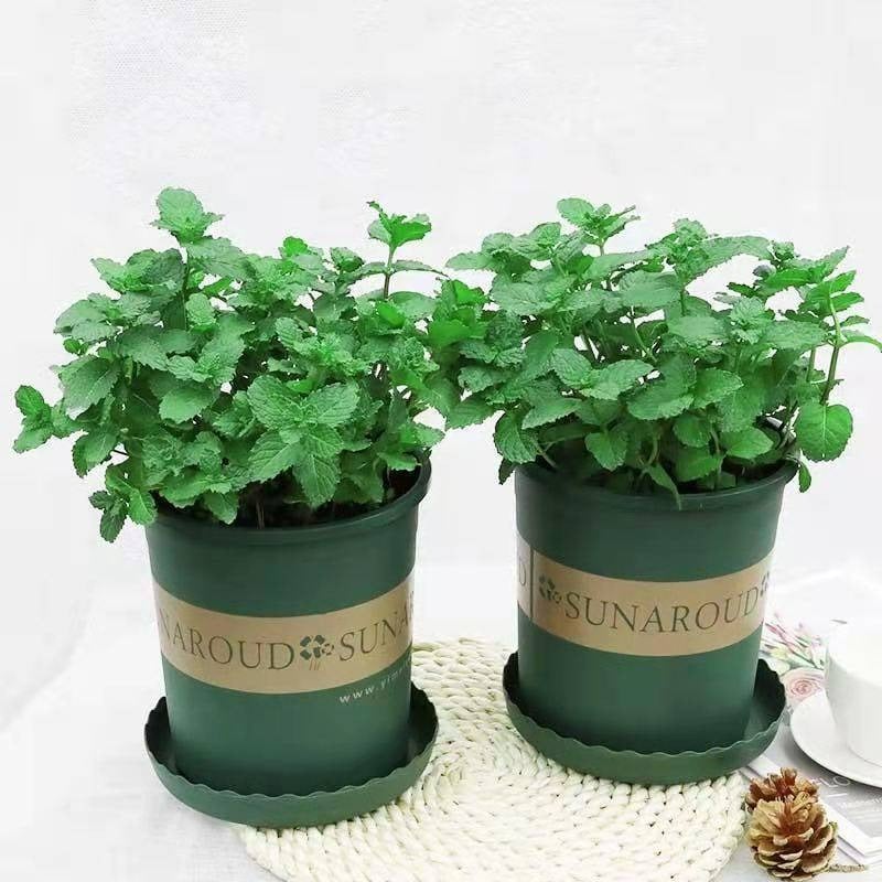 Cây cảnh như máy hút khói, khử mùi, trồng trong nhà không khí sạch bong, còn chiêu may rước lộc- Ảnh 4.
