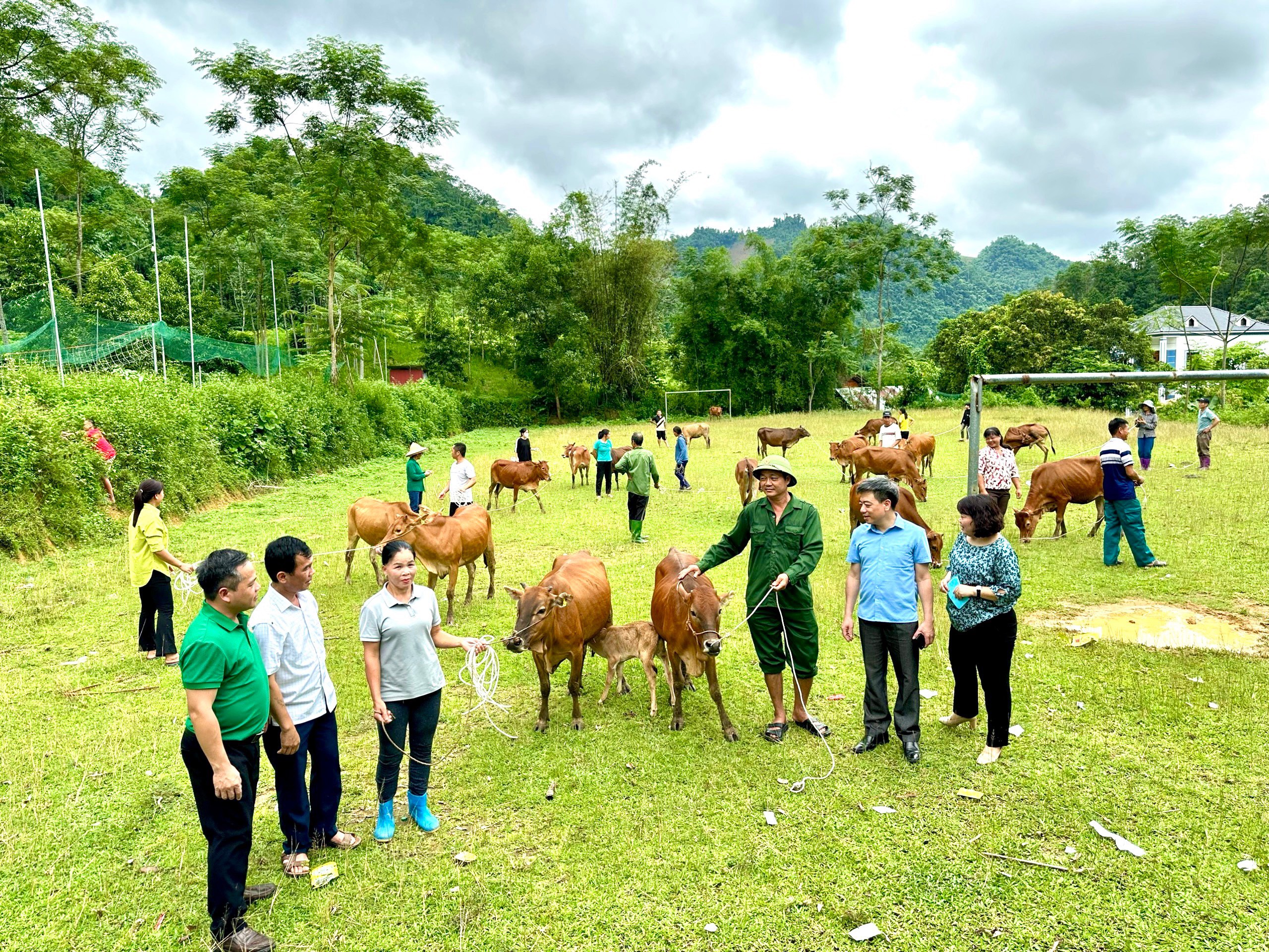 TƯ Hội NDVN hỗ trợ 120 con bò giống H'Mông cho nông dân huyện Chiêm Hóa, tỉnh Tuyên Quang- Ảnh 1.