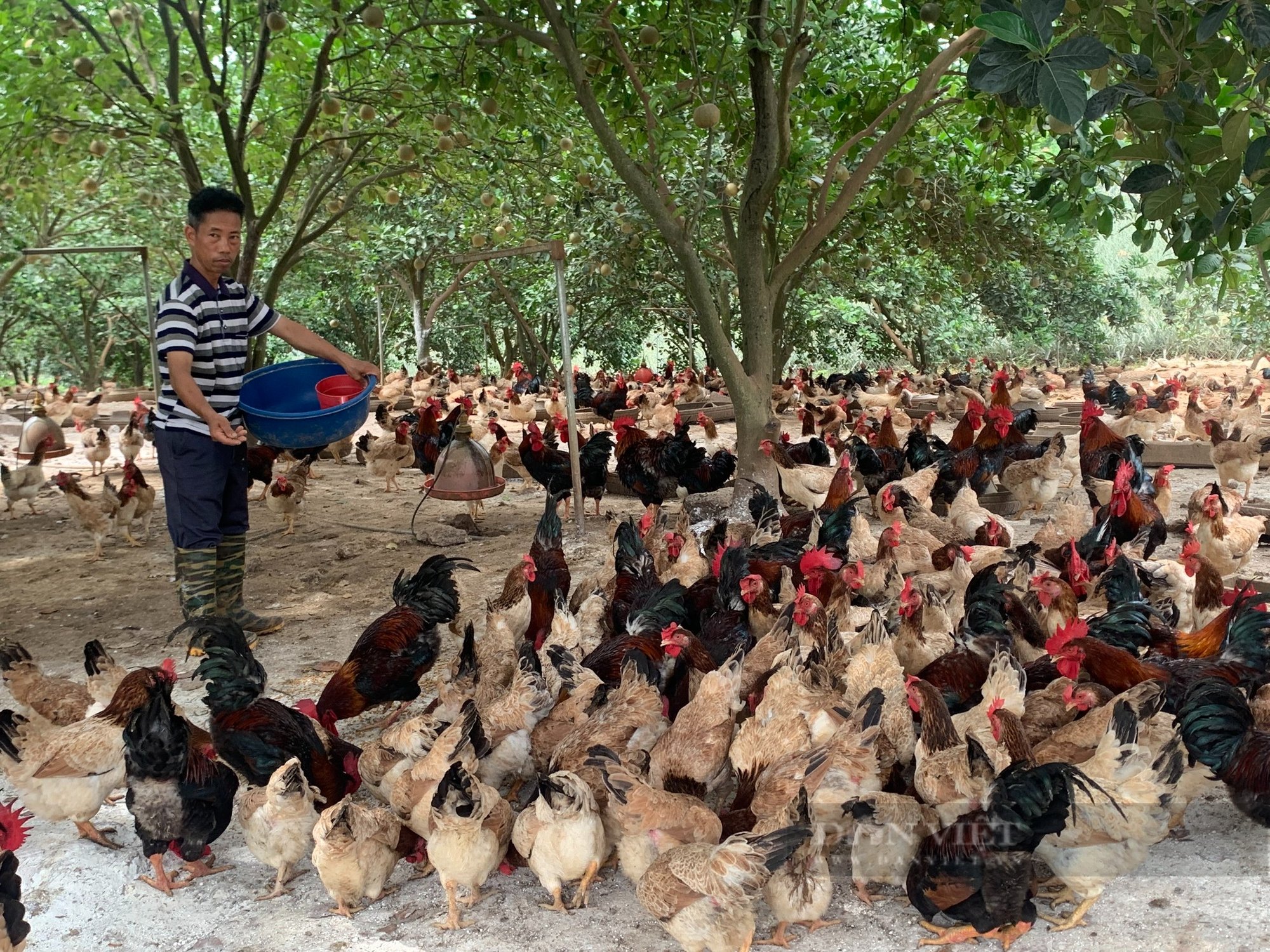 Thả gà đặc sản dưới tán đồi rừng, tránh được dịch bệnh, lão nông Hà Nội "bỏ túi" chục triệu đồng mỗi tháng- Ảnh 1.
