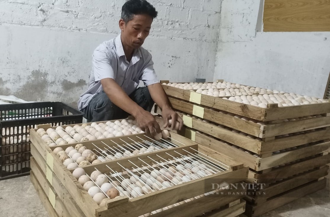 Thả gà đặc sản dưới tán đồi rừng, tránh được dịch bệnh, lão nông Hà Nội "bỏ túi" chục triệu đồng mỗi tháng- Ảnh 2.