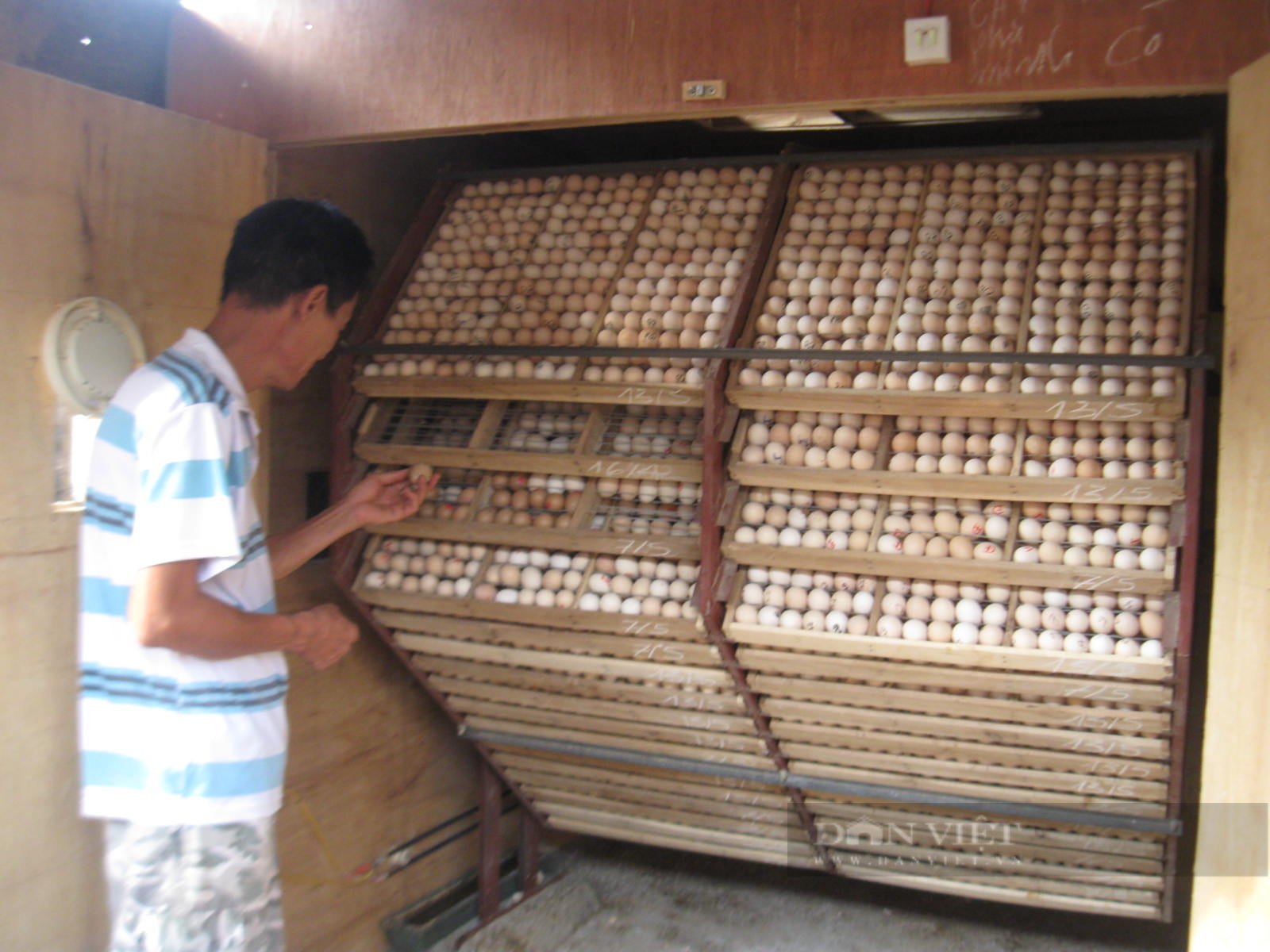 Thả gà đặc sản dưới tán đồi rừng, tránh được dịch bệnh, lão nông Hà Nội "bỏ túi" chục triệu đồng mỗi tháng- Ảnh 3.