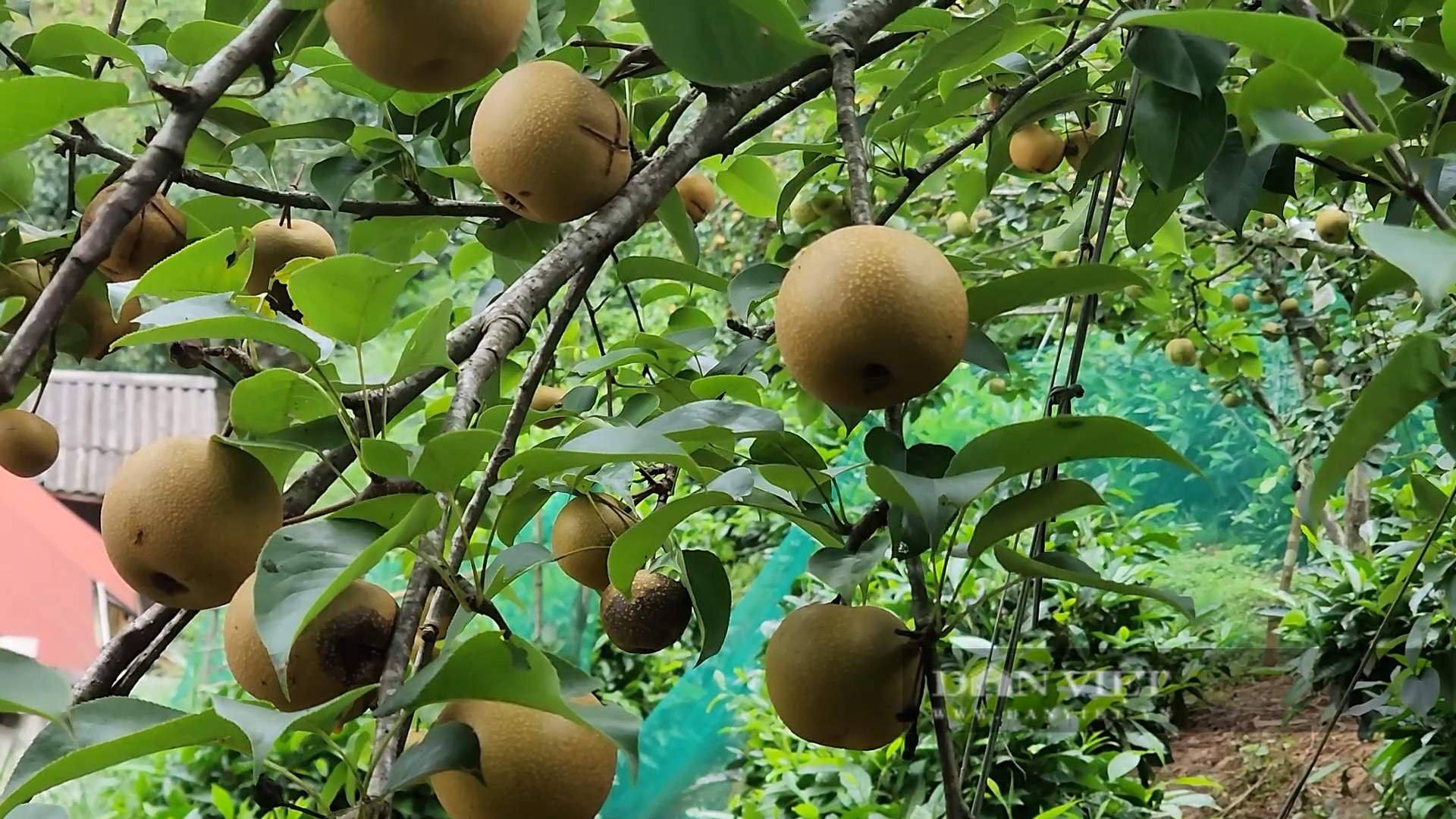 Nông dân huyện này của Yên Bái trồng lê, cây thấp tè đã ra trái quá trời, có nhà giàu trông thấy- Ảnh 5.
