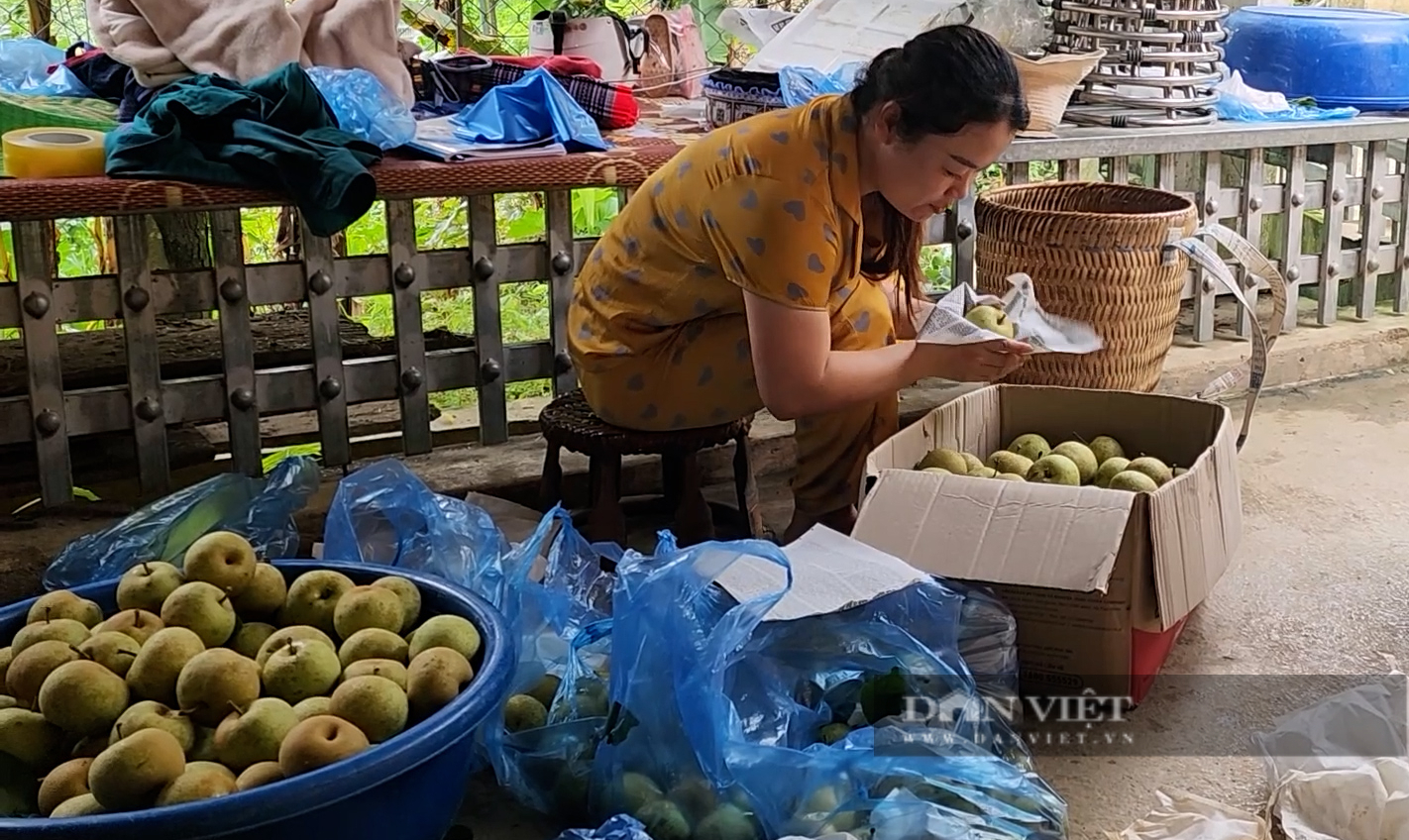 Nông dân huyện này của Yên Bái trồng lê, cây thấp tè đã ra trái quá trời, có nhà giàu trông thấy- Ảnh 8.