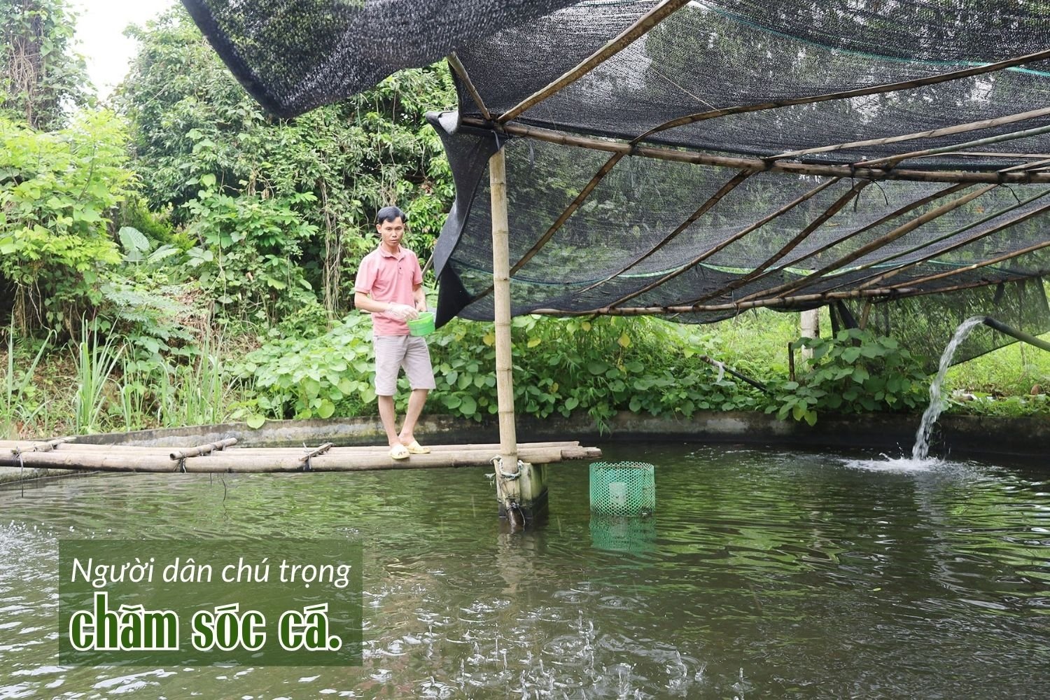 "Cá nhà giàu" đang nuôi thành công ở một xã của Lào Cai thực ra là loài cá gì, xuất xứ từ đâu?- Ảnh 2.