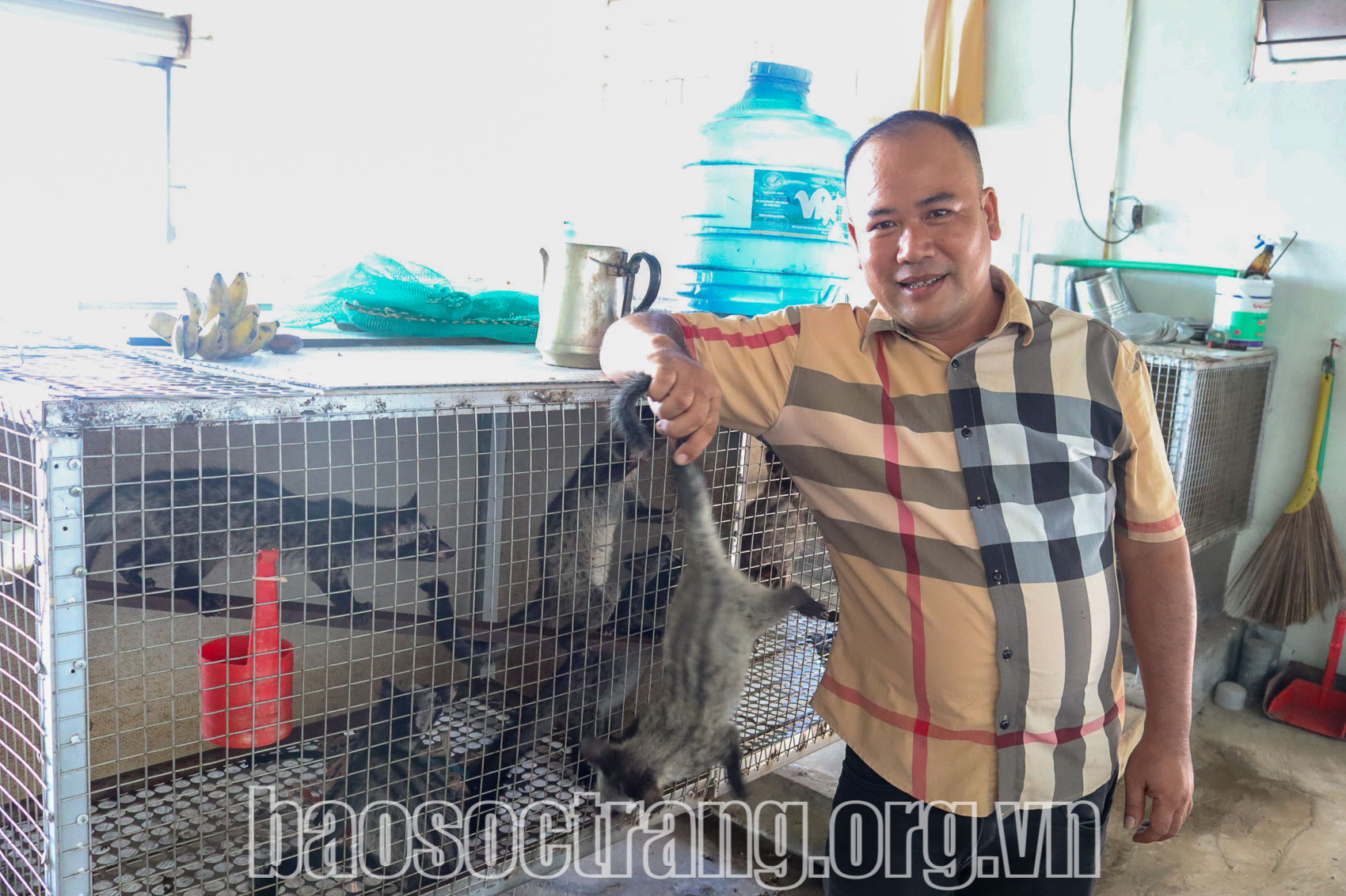 Nuôi chồn hương, loài động vật hoang dã, bán 8-10 triệu đồng/cặp, một người Sóc Trăng giàu hẳn lên- Ảnh 1.