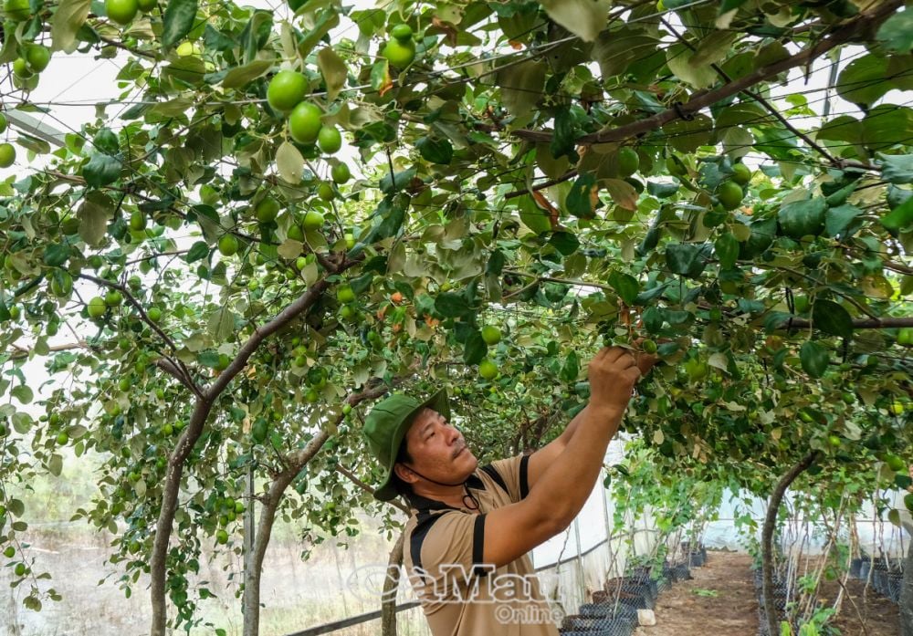 Một câu lạc bộ ở tỉnh Cà Mau, tập hợp 12 thành viên toàn là những nông dân tỷ phú- Ảnh 1.