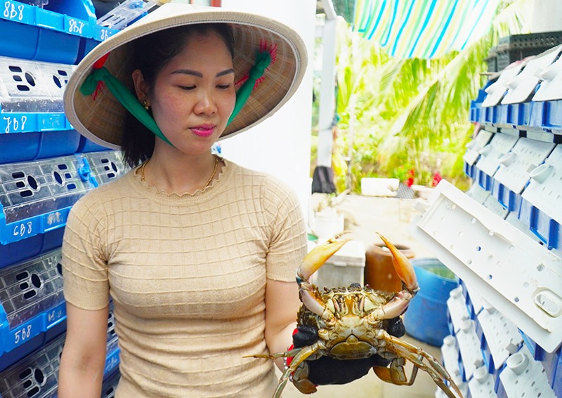 Nuôi cua biển trên cạn ở Cà Mau, lọc nước tuần hoàn kiểu gì mà con nào cũng to bự thế này?- Ảnh 2.