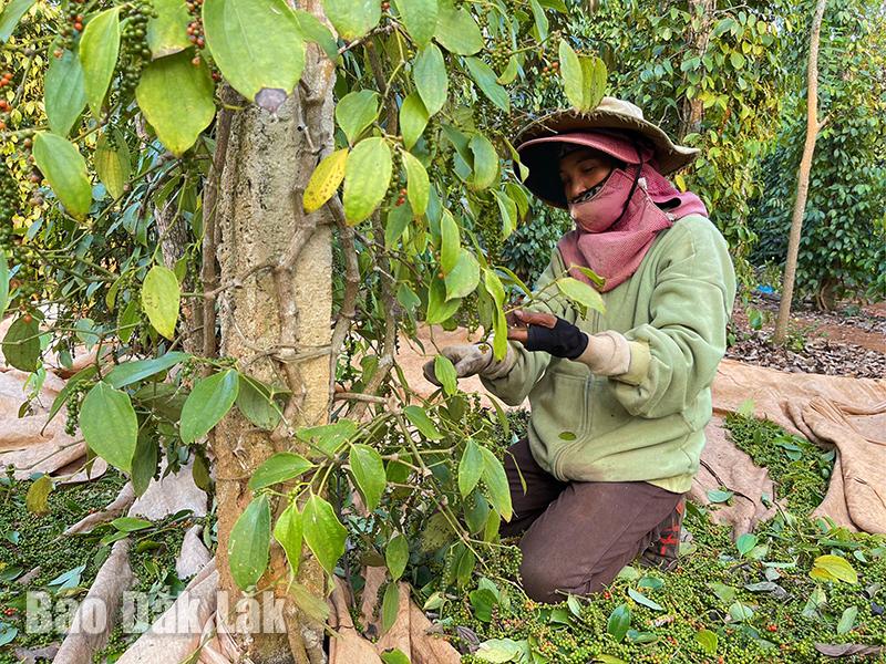 Kệ cho giá tiêu cứ tăng mải miết, nông dân trồng tiêu ở Đắk Lắk vẫn đủng đỉnh ôm của để dành- Ảnh 1.