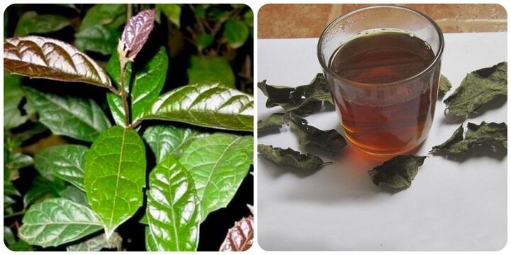 Những người không nên uống nước xạ đen- Ảnh 1. Những người không nên uống nước xạ đen- Ảnh 1.
