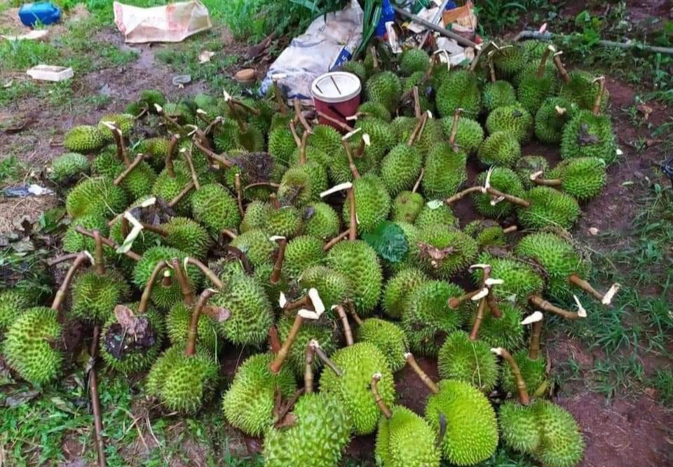 Người dân trồng sầu riêng ở Đắk Lắk, Đắk Nông thiệt hại nặng do thời tiết bất thường- Ảnh 1.
