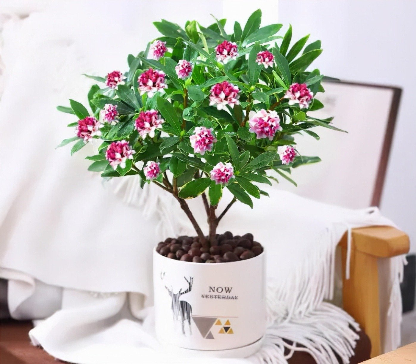 Người xưa nói: "Nhà có ngũ phúc, càng sống lâu càng thoải mái, tài phú đủ cả"- Ảnh 13.