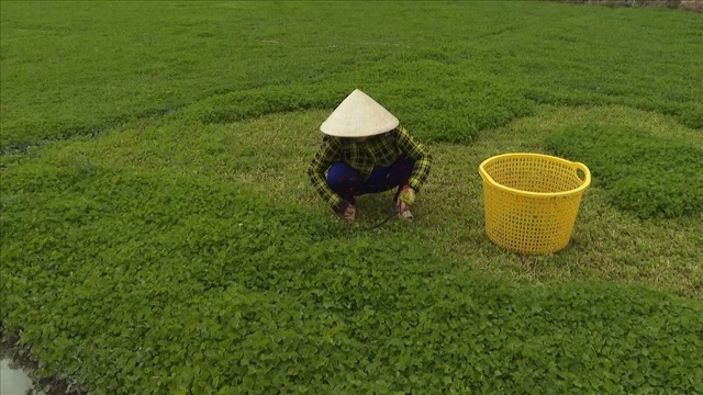 Loại rau đồng này trồng ở Bạc Liêu, hễ nghe tên là biết ngon, bổ, mát lành, trồng 5 công "nhận lương" 200 triệu/năm- Ảnh 1.
