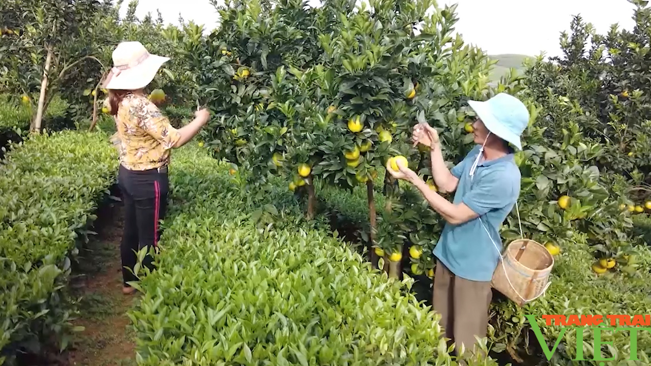 Sức lan tỏa từ phong trào nông dân sản xuất kinh doanh giỏi- Ảnh 4. Sức lan tỏa từ phong trào nông dân sản xuất kinh doanh giỏi- Ảnh 4.
