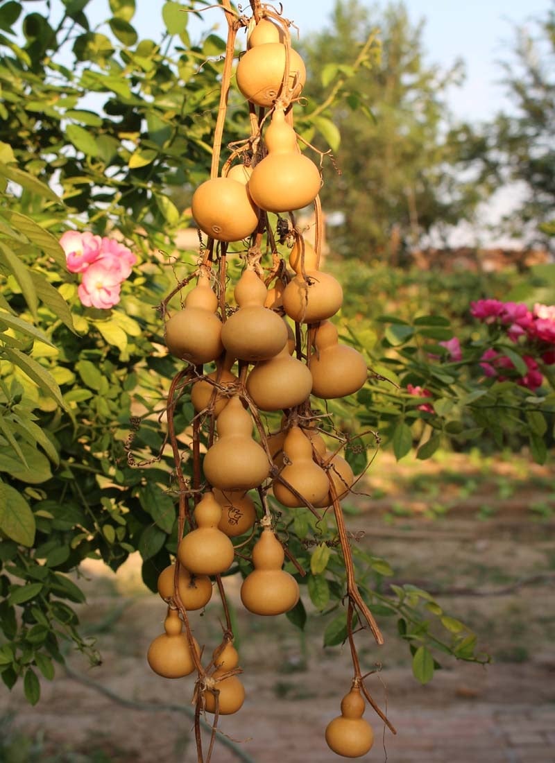 Người xưa nói: "Trồng bầu trong cửa, phúc lộc vào nhà, xui xẻo tránh xa" - Ảnh 9.