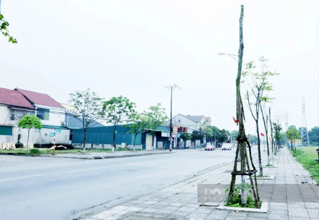 Cây xanh Công Minh đều đặn trúng thầu sát giá tại Bình Phước- Ảnh 1.