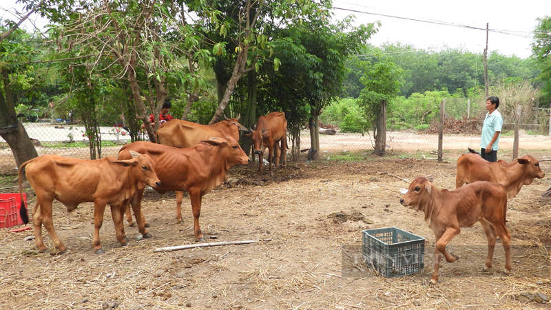 Bò tơ Tây Ninh đâu chỉ để ăn tươi - Ảnh 1.