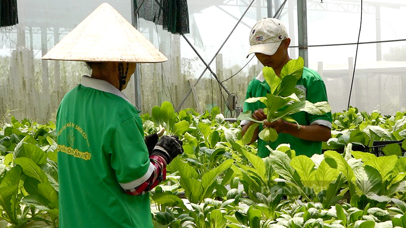 HTX nông nghiệp có nhiều lựa chọn để đầu tư công nghệ cao khi chưa có chính sách hỗ trợ riêng - Ảnh 2.