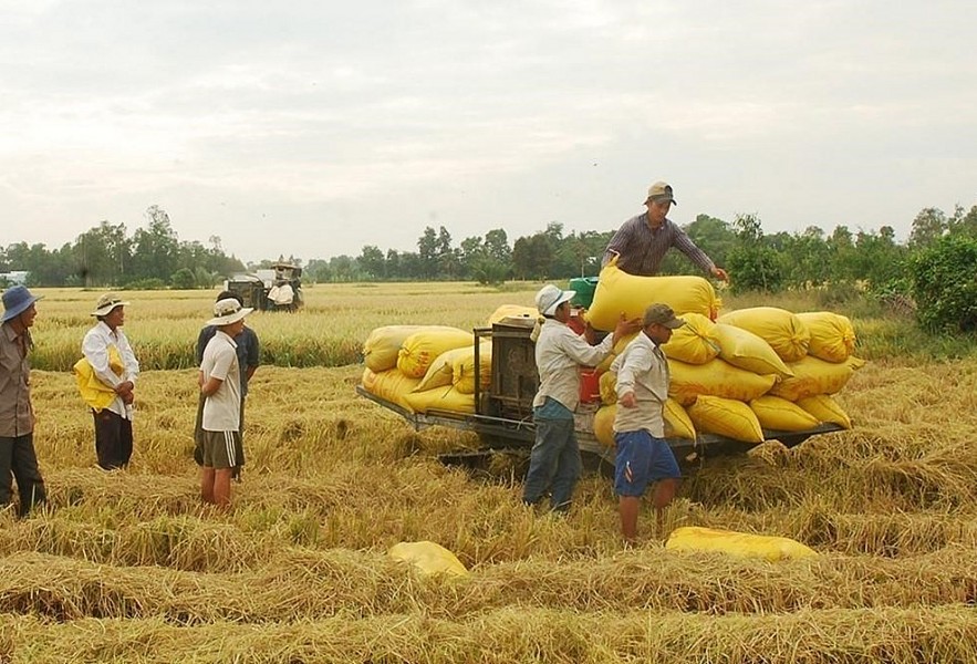 Ấn Độ nới lỏng xuất khẩu gạo, Doanh nghiệp Việt cần chủ động điều chỉnh chiến lược để duy trì vị thế - Ảnh 2.