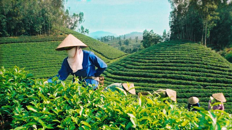 Top 3 thị trường xuất khẩu chè lớn nhất của Việt Nam - Ảnh 1.