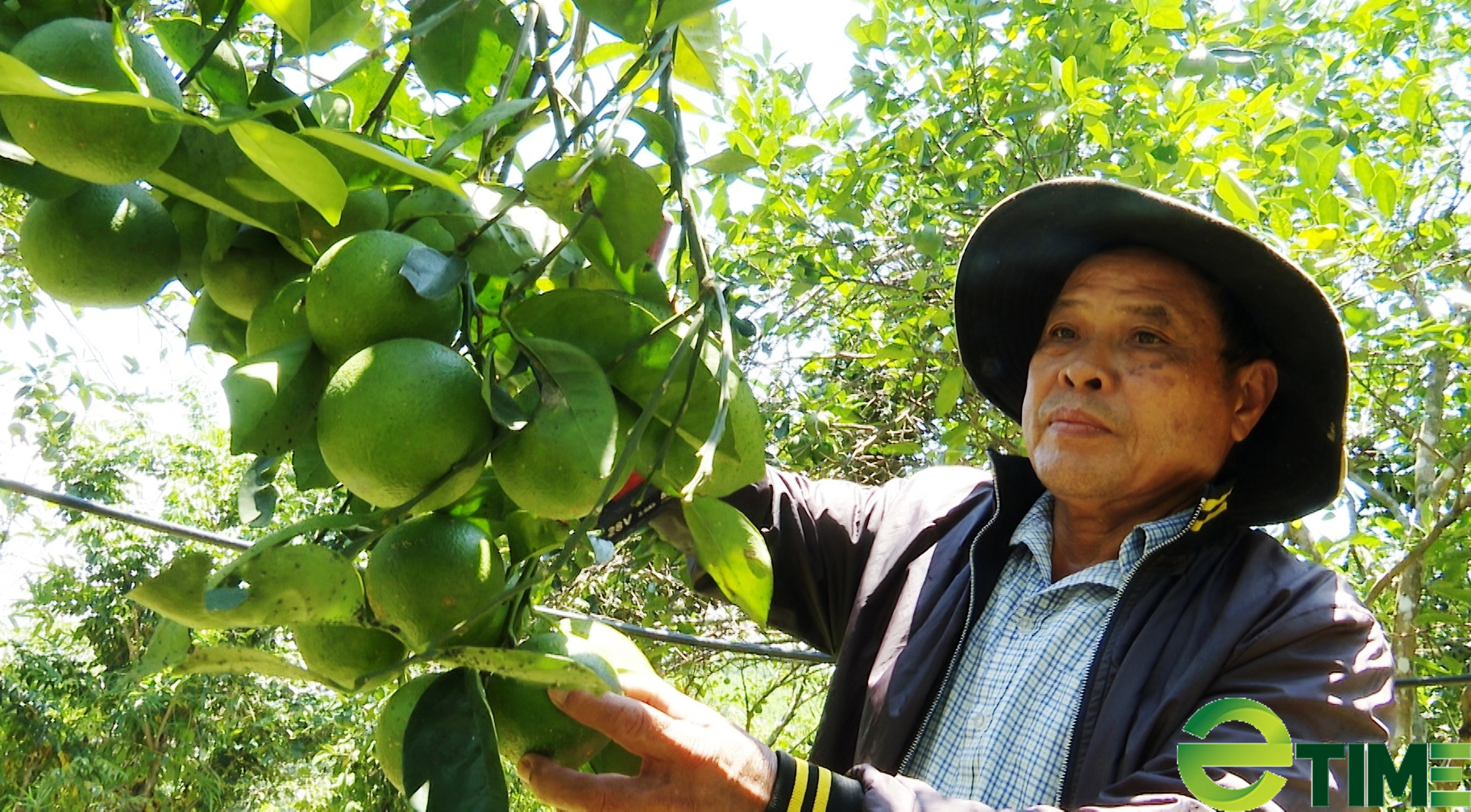 Chín giải pháp trọng tâm mà ngành nông nghiệp Quảng Nam giúp hợp tác xã nông nghiệp phát triển - Ảnh 1.